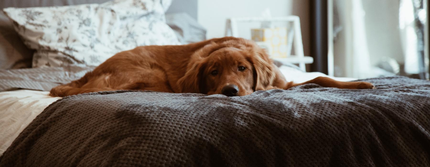 a dog lying on a bed